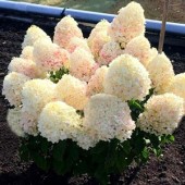 Гортензия метельчатая Hydrangea paniculata Sugar Rush