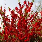 Хеномелес (Айва) Red Joy
