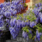 Глициния Wisteria Blue Moon