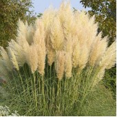 Кортадерiя Cortaderia White Feather