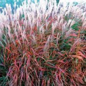 Мискантус Miscanthus Purpurascens