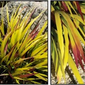 Хаконехлоа Hakonechloa Sun Flare