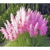 Кортадерiя Cortaderia Pink Feather