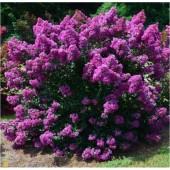Лагерстроэмия Lagerstroemia Violet Filli 