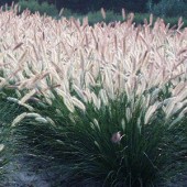 Пеннисетум Pennisetum Foxtrot