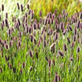 Пеннисетум Pennisetum Red Bunny Tails