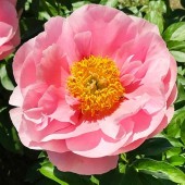 Пион Paeonia Salmon Dream