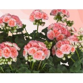 Пеларгония Pelargonium Rosebud Astrid