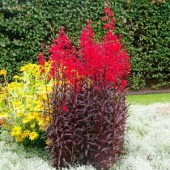 Лобелия Lobelia Queen Victoria