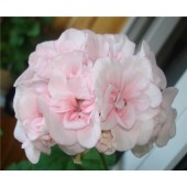 Пеларгония Pelargonium Salmon Princess