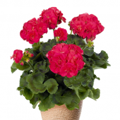 Пеларгония Pelargonium Ludo