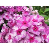 Флокс Phlox Лабиринт
