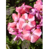 Флокс Phlox Буратино