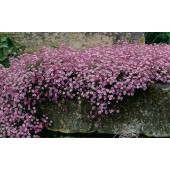 Гипсофила Gypsophila repens Rosea