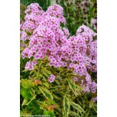 Флокс Phlox Warsaw Sunrise