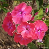 Флокс Phlox Steeple Bumpstead