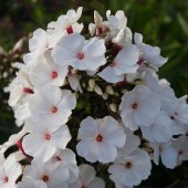 Флокс Phlox Popeye