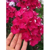 Флокс Phlox Олигарх
