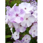 Флокс Phlox Пьеро