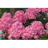 Флокс Phlox Находка