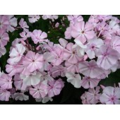 Флокс Phlox Madame Dr Charlot