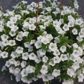 Сурфиния Table White