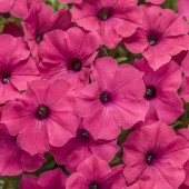 Супертуния Vista Fuchsia