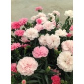 Гвоздика Dianthus Pink to White