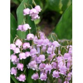 Ландыш Convallaria majalis rosea