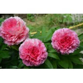 Пион Paeonia Rose Heart