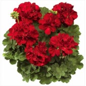 Пеларгония Pelargonium Calliope Dark Red