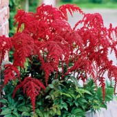 Астильба Astilbe Red Charm
