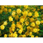 Керия Pleniflora