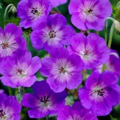 Герань Geranium Rozanne