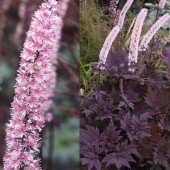 Клопогон Actaea Pink Spike