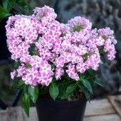 Флокс Phlox Bambini Candy Crush