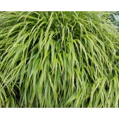 Хаконехлоя Hakonechloa Albo Striata