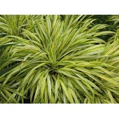 Хаконехлоя Hakonechloa Aureola