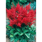 Астильба Astilbe Fanal
