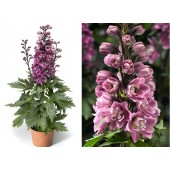 Дельфиниум Delphinium Delfina Rose White Bee