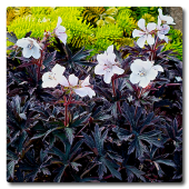 Герань Geranium Purple Ghost