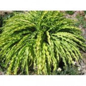 Хоста Hosta Curly Fries