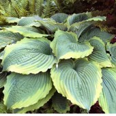 Хоста Hosta Spartacus