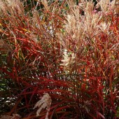 Мискантус Miscanthus Navajo