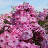 Флокс Phlox Hercules
