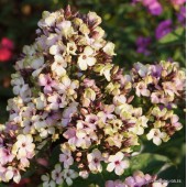 Флокс Phlox Neon Mystique Green
