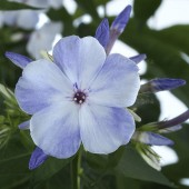 Флокс Phlox Flame Marine