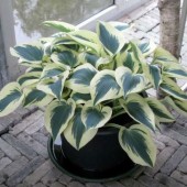 Хоста Hosta Blue Ivory