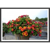 Лантана Lantana camara Bandana Cherry