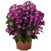 Флокс Phlox Flame Purple Eye
